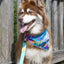 Sea Turtle Swim Dog Bandana bandana Aria the Fox