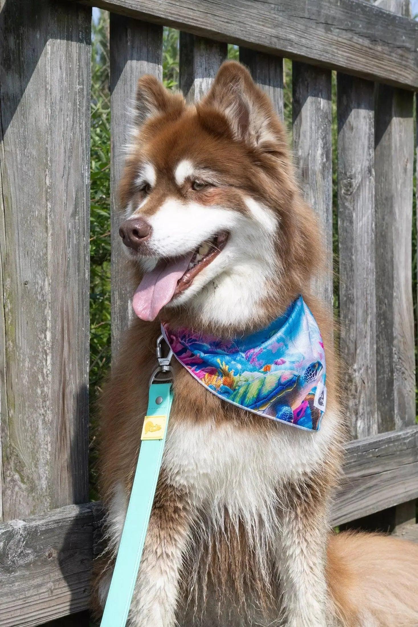 Sea Turtle Swim Dog Bandana bandana Aria the Fox