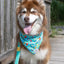 Seaside Sips Dog Bandana bandana Aria the Fox