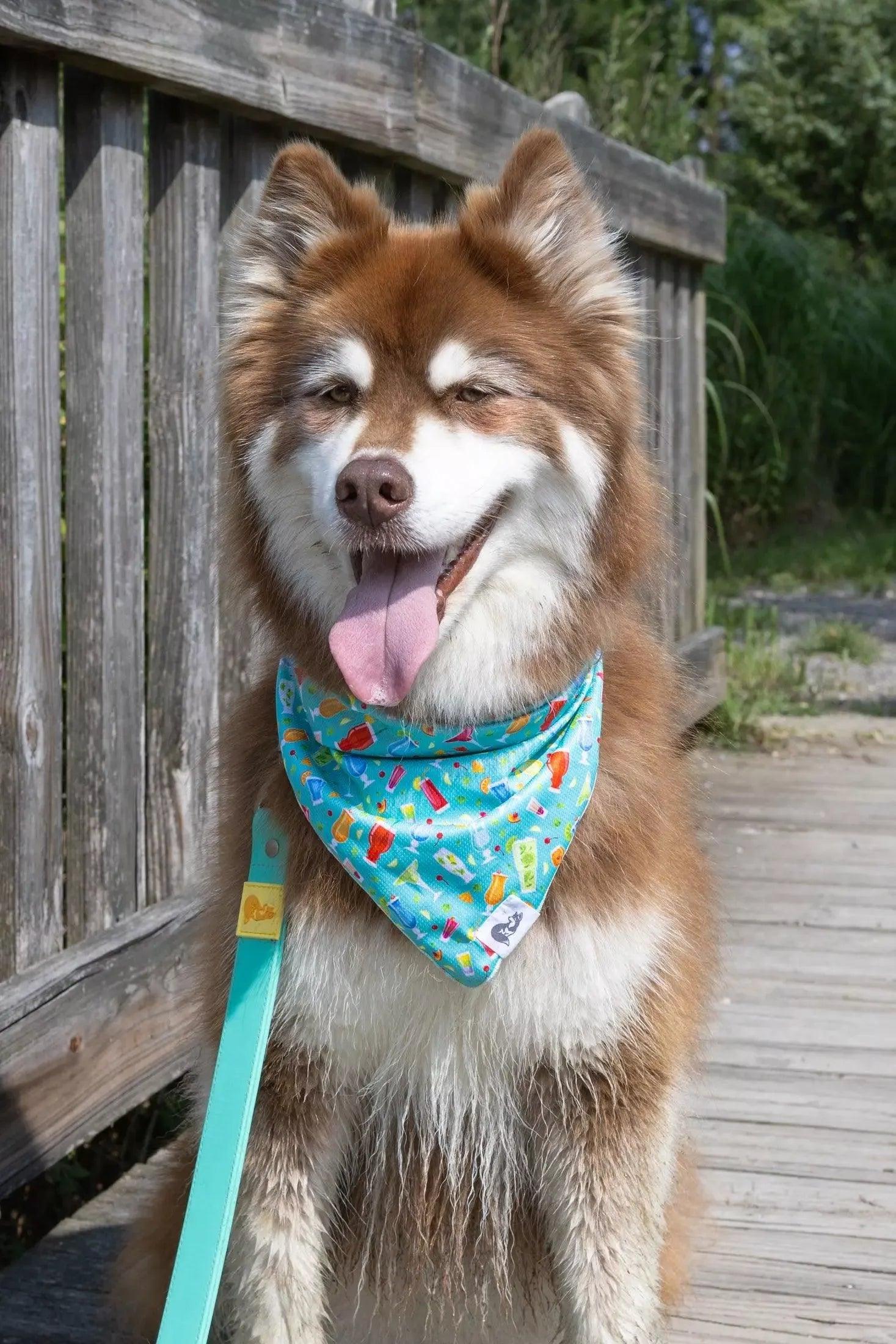 Seaside Sips Dog Bandana bandana Aria the Fox
