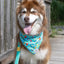 Seaside Sips Dog Bandana & Matching Keychain bandana Aria the Fox