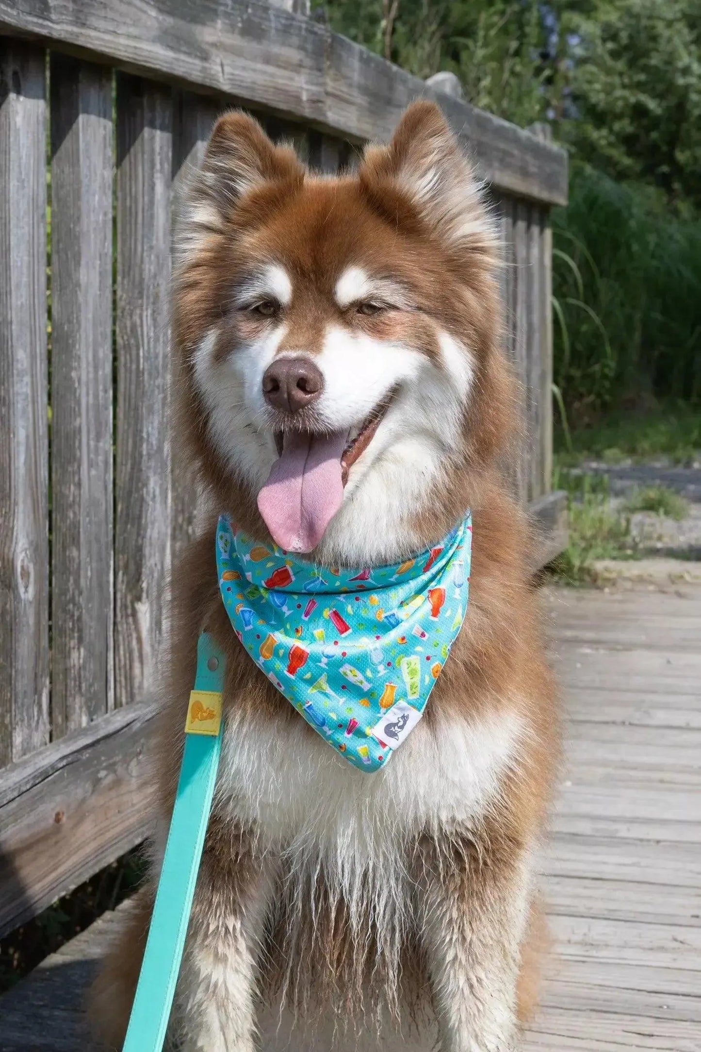 Seaside Sips Dog Bandana & Matching Keychain bandana Aria the Fox