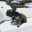 K9 Sport Shades - Dog Goggles Accessories K9 Sport Sack