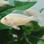 Albino Geophagus Heckelii- Albino Threadfin Acara 2.5"-3" AMERICAN CICHLID Danaqua Live Fish & More