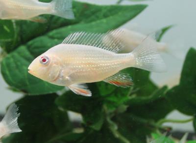 Albino Geophagus Heckelii- Albino Threadfin Acara 2.5"-3" AMERICAN CICHLID Danaqua Live Fish & More