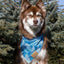 Siberian Spruce Dog Bandana bandana Aria the Fox