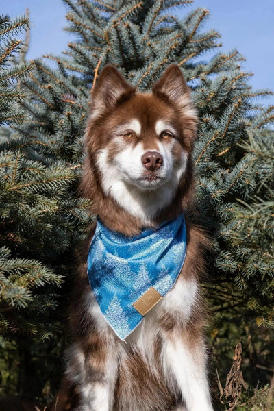Siberian Spruce Dog Bandana bandana Aria the Fox