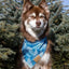 Siberian Spruce Dog Bandana & Matching Keychain bandana Aria the Fox