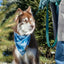 Siberian Spruce Dog Bandana & Matching Keychain bandana Aria the Fox