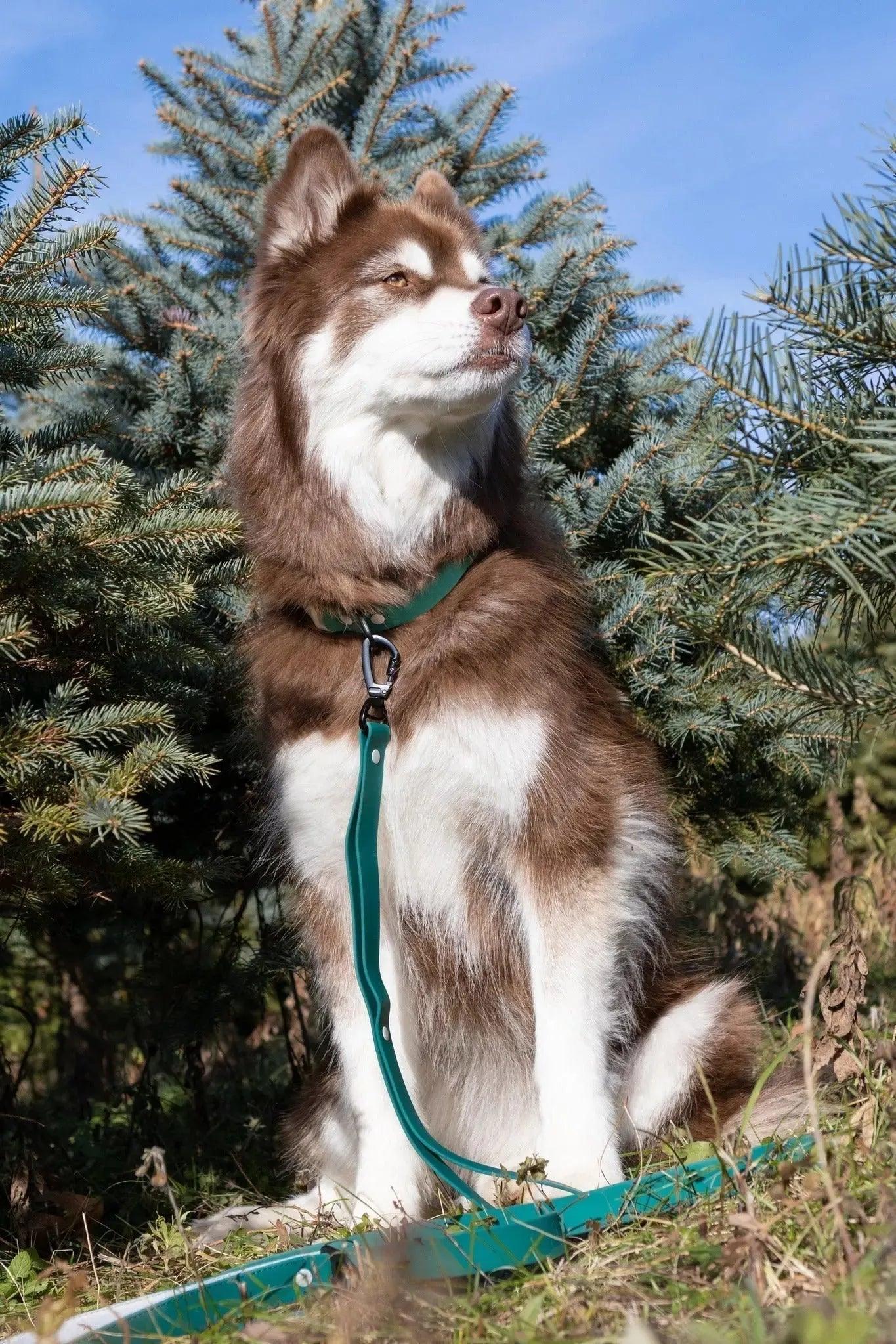 Siberian Spruce Waterproof Dog Collar Collar Aria the Fox