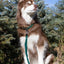 Siberian Spruce Waterproof Dog Leash Leash Aria the Fox