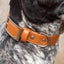 Sierra Sunrise Vegan Leather Dog Collar Collar Aria the Fox