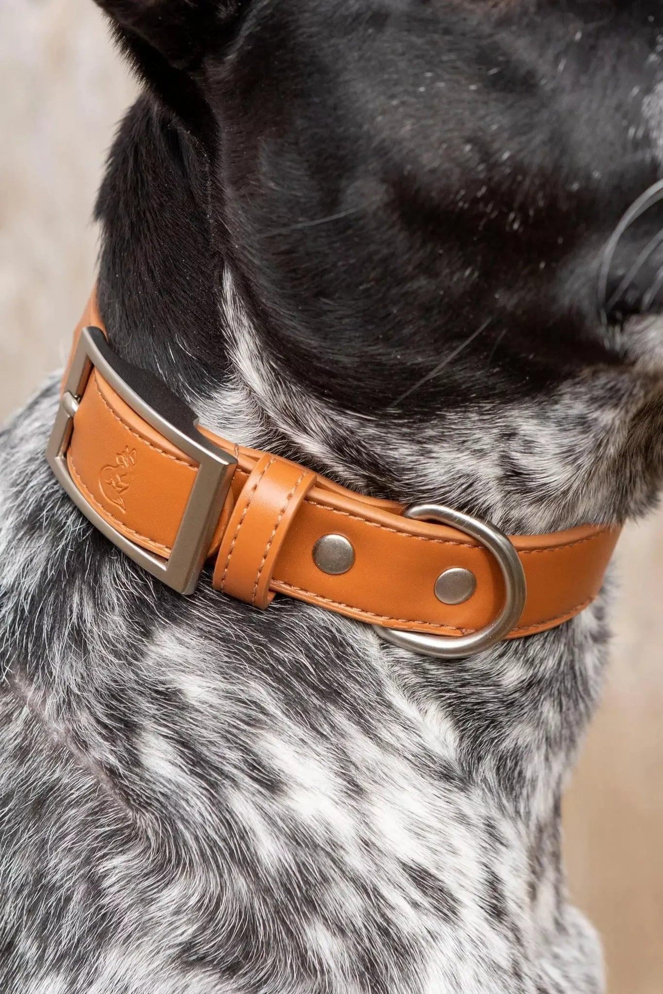 Sierra Sunrise Vegan Leather Dog Collar Collar Aria the Fox