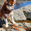 Sierra Sunrise Vegan Leather Dog Leash Leash Aria the Fox