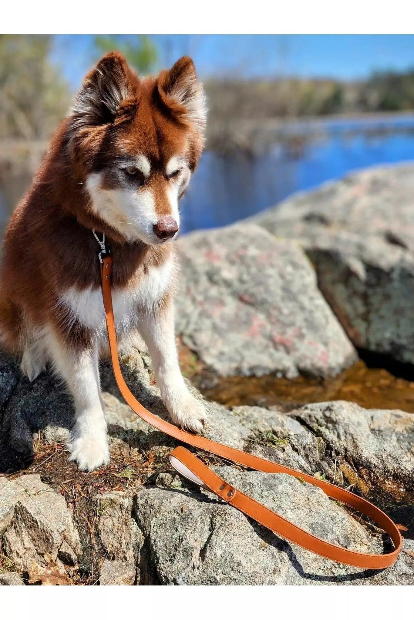 Sierra Sunrise Vegan Leather Dog Leash Leash Aria the Fox