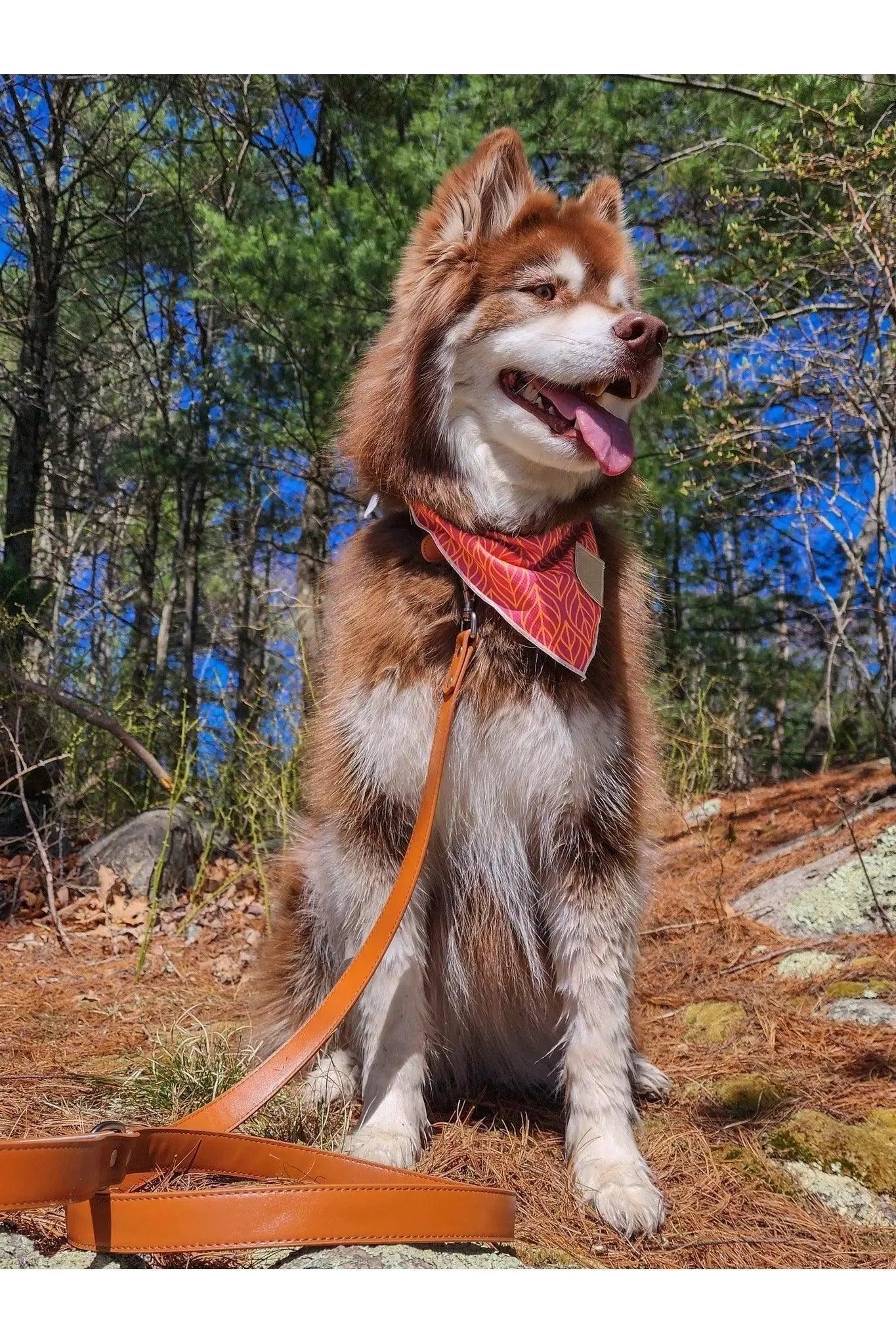 Sierra Sunrise Vegan Leather Dog Leash Leash Aria the Fox