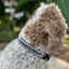 Fishtail Hand Braided Dog Collar in Black & Smoke Handmade Braided Collars Pawsh Pup Co.
