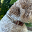 Fishtail Hand Braided Dog Collar in Tan & Cream Handmade Braided Collars Pawsh Pup Co.
