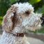 Fishtail Hand Braided Dog Collar in Tan & Cream Handmade Braided Collars Pawsh Pup Co.
