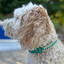 Fishtail Hand Braided Dog Collar in Teal & Cream Handmade Braided Collars Pawsh Pup Co.