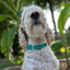 Fishtail Hand Braided Dog Collar in Teal & Cream Handmade Braided Collars Pawsh Pup Co.