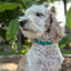 Fishtail Hand Braided Dog Collar in Teal & Cream Handmade Braided Collars Pawsh Pup Co.