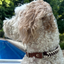 Fishtail Hand Braided Dog Collar in Burgundy & Cream Handmade Braided Collars Pawsh Pup Co.