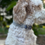 Fishtail Hand Braided Dog Collar in Graphite & Smoke Handmade Braided Collars Pawsh Pup Co.