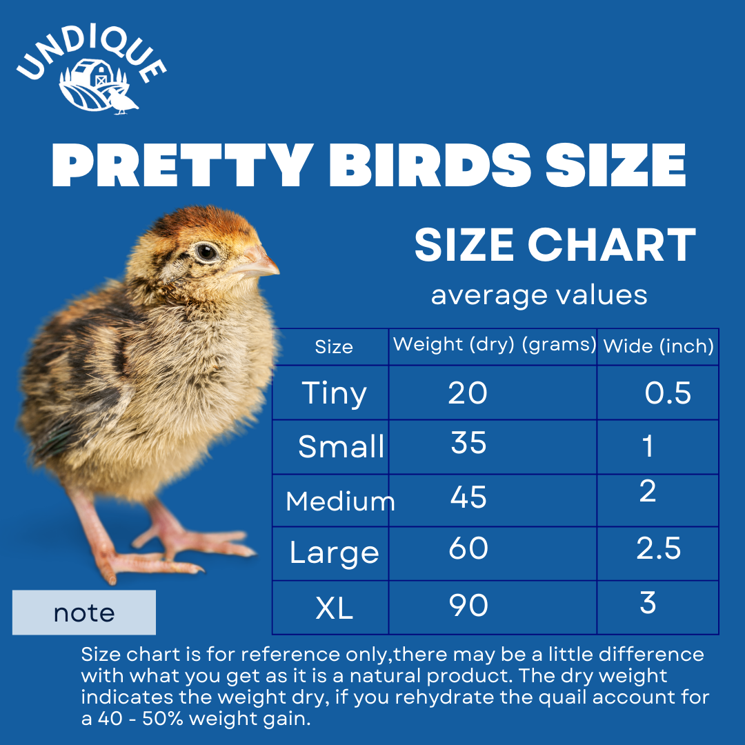 Bird Dog Training Quail - Premium Freeze-Dried Whole Quail for Dogs 5ct, Large (Chick) - Natural Prey Feeding Quality Protein Pet Treats Dog Treats Quailz.com by Undique LLC