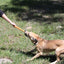 Pop Top Rubber Tug Toy for Interactive Play | Heavy Chewers | USA Made | SodaPup Rubber Dog Toys SodaPup/True Dogs, LLC