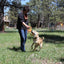 Pop Top Rubber Tug Toy for Interactive Play | Heavy Chewers | USA Made | SodaPup Rubber Dog Toys SodaPup/True Dogs, LLC