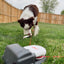 Original Kit (Battery Not Included) Enrichment Product SwiftPaws