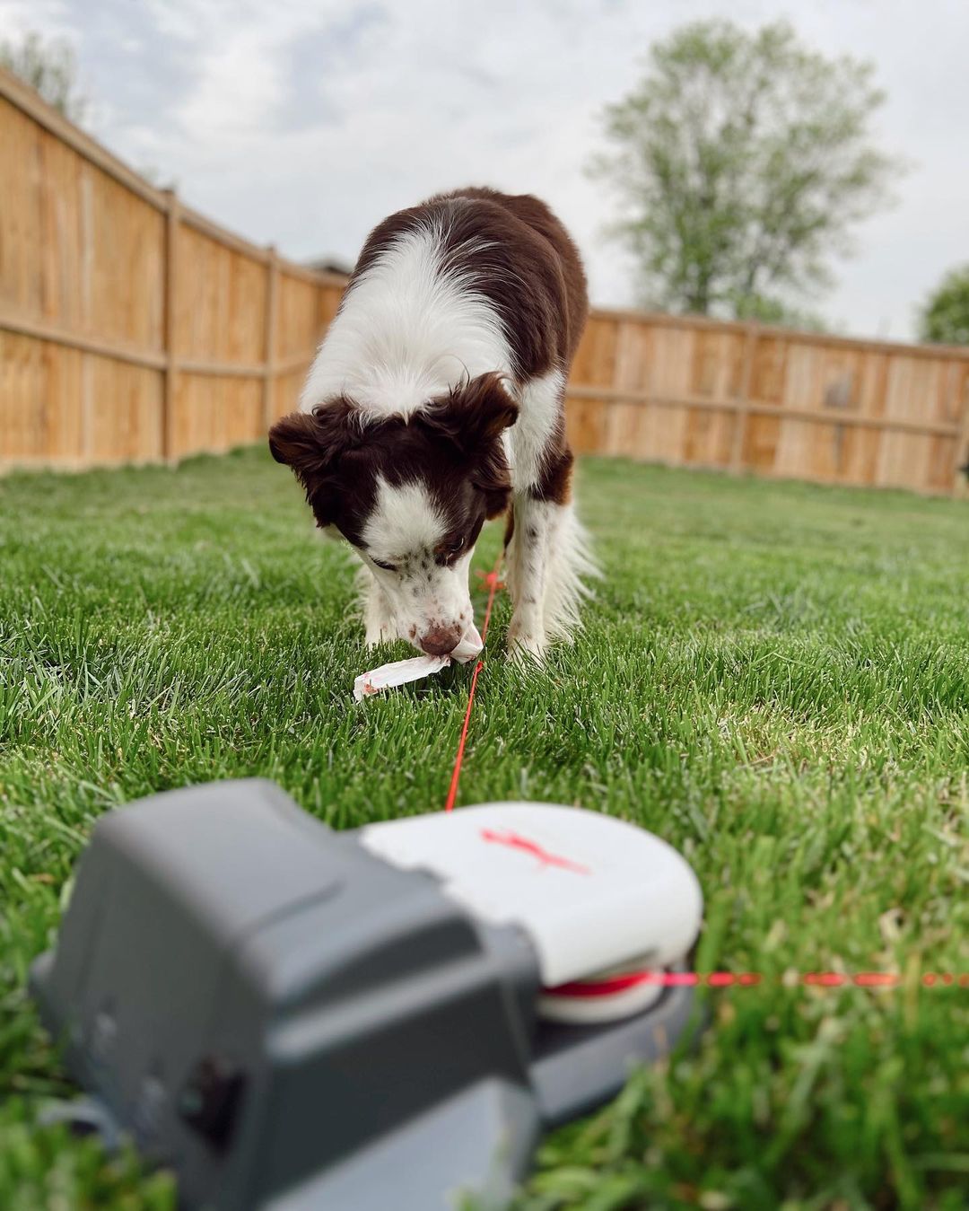 Original Kit (Battery Not Included) Enrichment Product SwiftPaws
