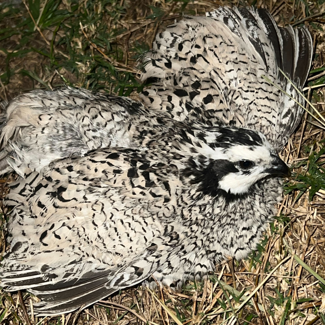 Fertile Quail Eggs – Choose Your Variety Snowflake Bobwhite Fertile Quail Eggs Buddys Hatchery