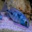 Blue Dolphin Hap Cichlid (Cyrtocara moorii) AFRICAN CICHLIDS Danaqua Live Fish & More