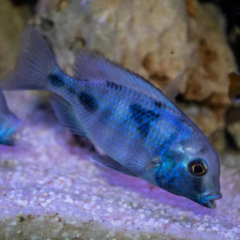 Blue Dolphin Hap Cichlid (Cyrtocara moorii) AFRICAN CICHLIDS Danaqua Live Fish & More