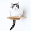 Cat Climbing Shelf Cat shelves/bed Catastrophic Creations