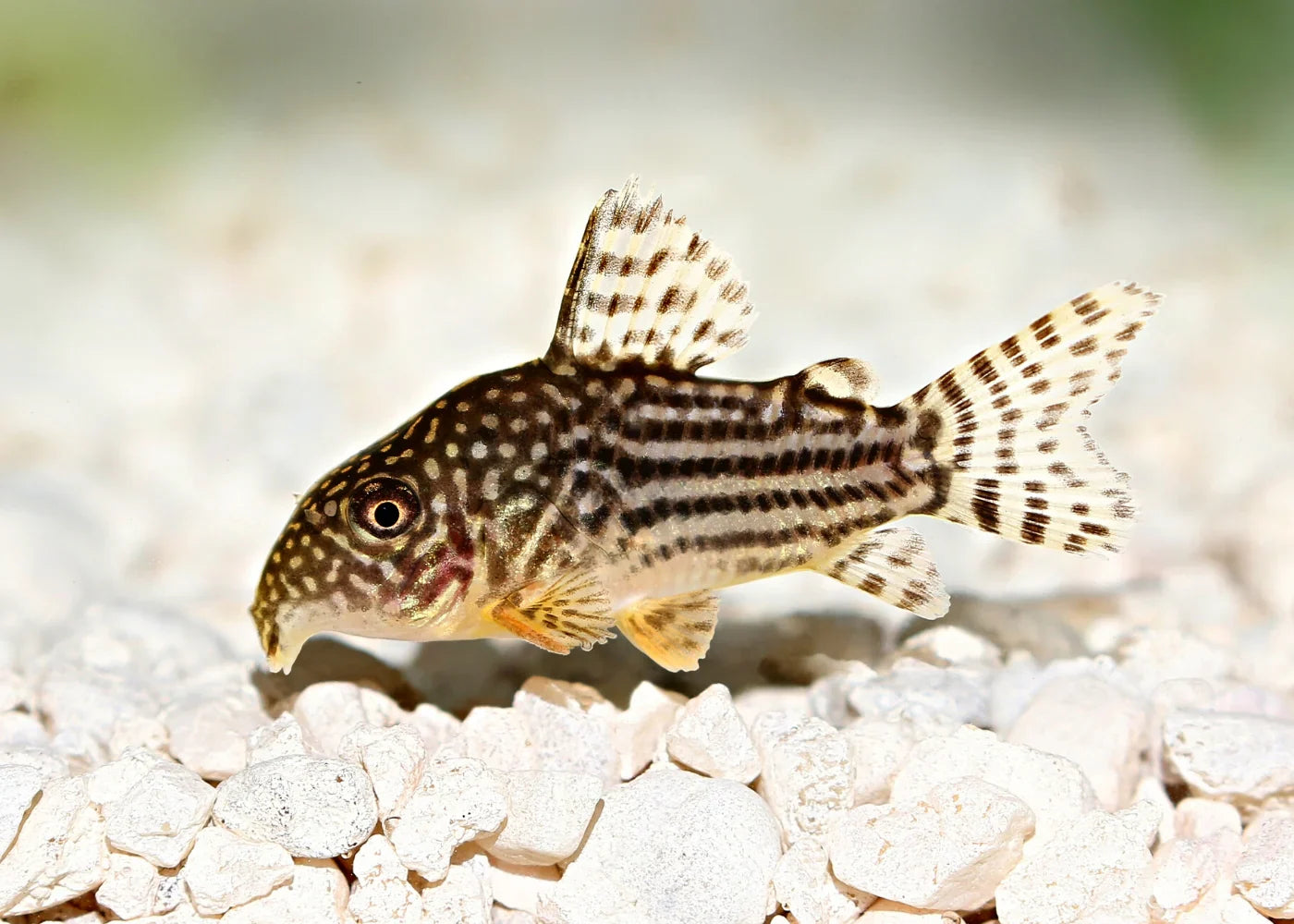 Corydoras sterbai CORY Danaqua Live Fish & More