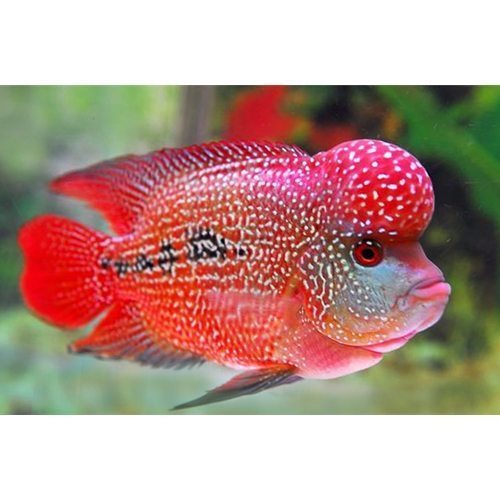 Hump Head Flowerhorn 4.5”-5” AMERICAN CICHLID Danaqua Live Fish & More
