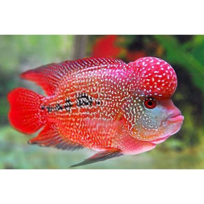 Hump Head Flowerhorn 4.5”-5” AMERICAN CICHLID Danaqua Live Fish & More