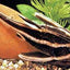 Striped Raphael Cat CATFISH Danaqua Live Fish & More