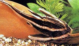 Striped Raphael Cat CATFISH Danaqua Live Fish & More