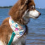 Sun & Shade Dog Bandana bandana Aria the Fox
