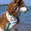 Sun & Shade Dog Bandana & Matching Keychain bandana Aria the Fox