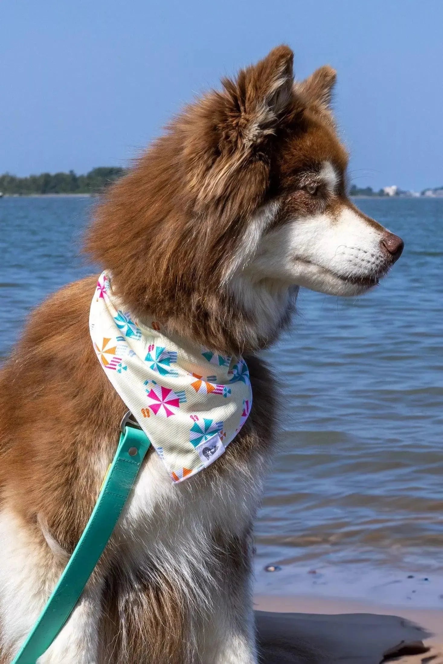 Sun & Shade Dog Bandana & Matching Keychain bandana Aria the Fox