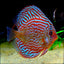 SUPER RED TURQUOISE DISCUS DISCUS Danaqua Live Fish & More