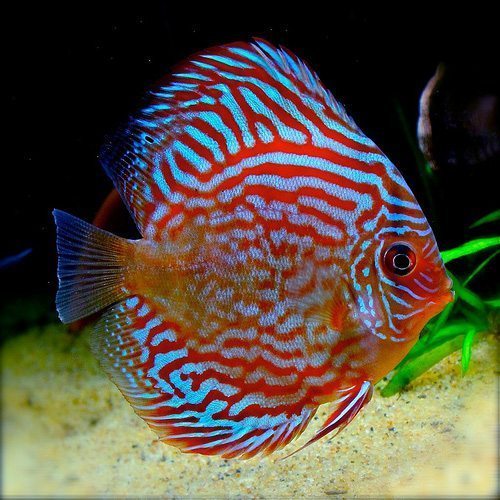SUPER RED TURQUOISE DISCUS DISCUS Danaqua Live Fish & More