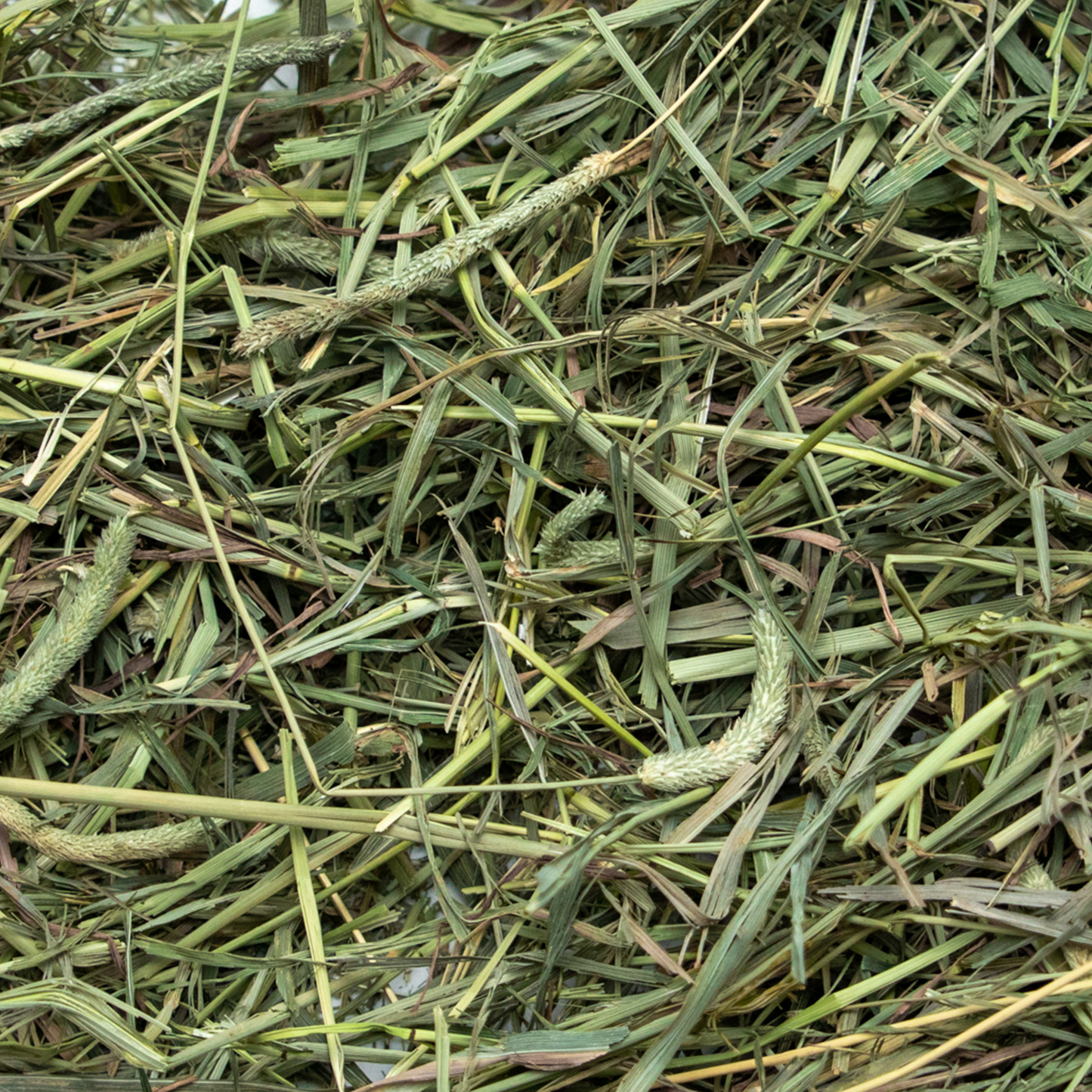 Rabbit Hole Hay Ultra Premium Medium Timothy Hay Hay Rabbit Hole Hay