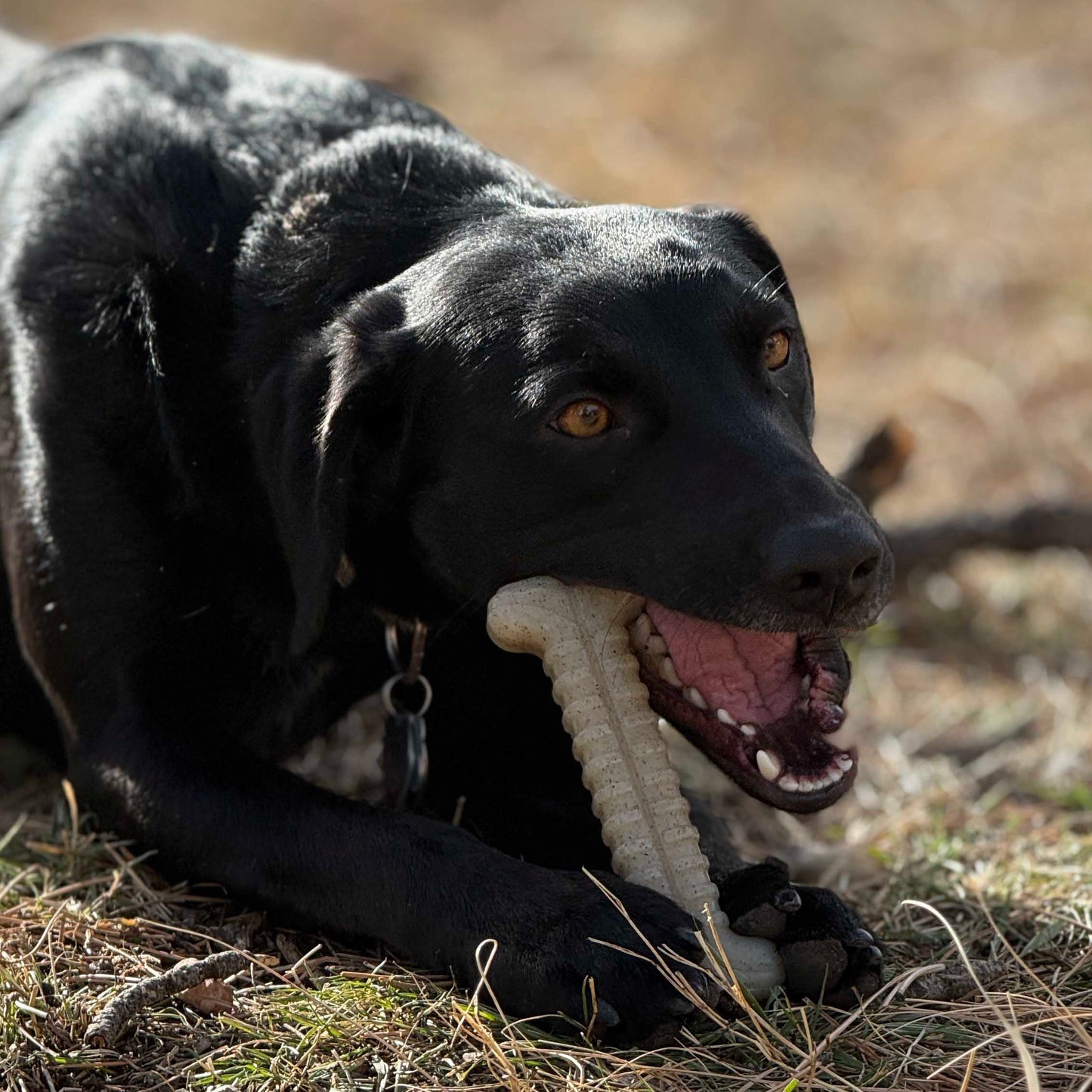 Tough Bone Nylon Chew Bone | Ultra-Durable Dog Toy for Aggressive Chewers | SodaPup Nylon Dog Toys SodaPup/True Dogs, LLC