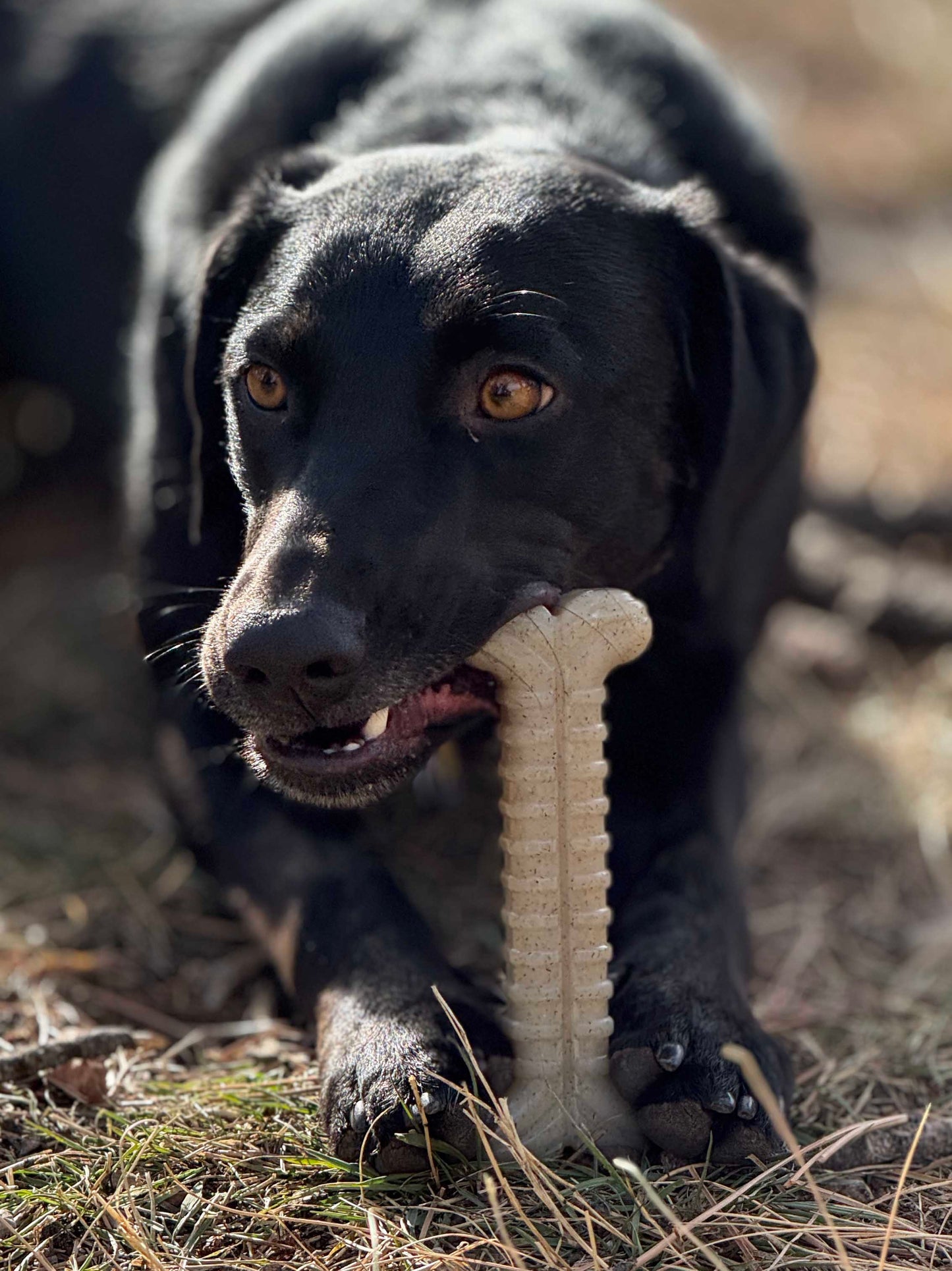 Tough Bone Nylon Chew Bone | Ultra-Durable Dog Toy for Aggressive Chewers | SodaPup Nylon Dog Toys SodaPup/True Dogs, LLC